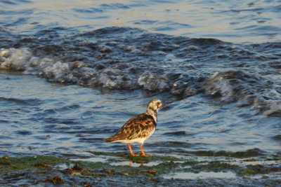 Lama Balice, birdwatching con gli Argonauti nel periodo delle migrazioni